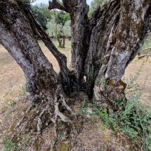 Buera olijven arboretum Erm de Dulcis